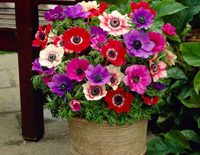 Anemonă coronară Mix