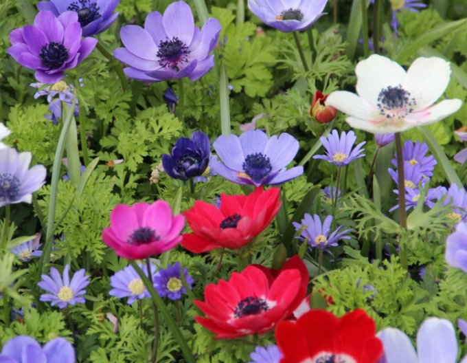 Anemonă coronară Mix