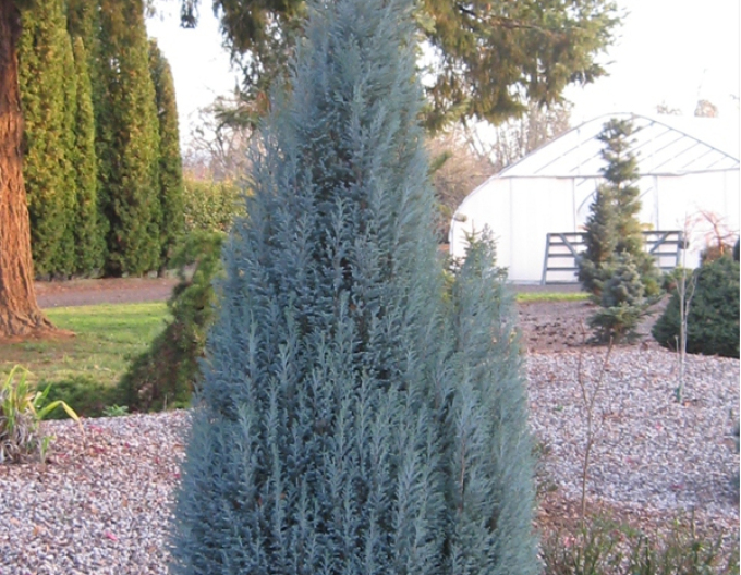 Chiparos Lawson BLUE SURPRISE (chamaecyparis lawsoniana BLUE SURPRISE)