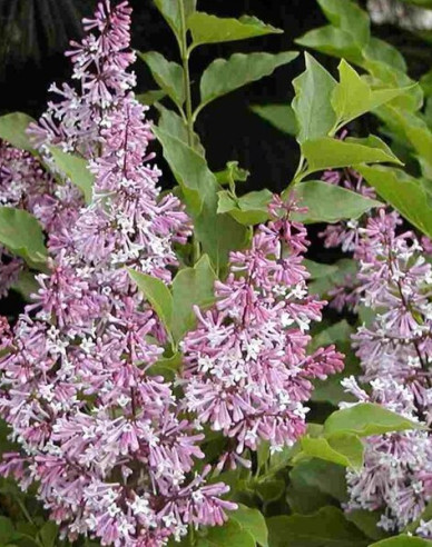 Liliac de catifea  ´Miss Kim´