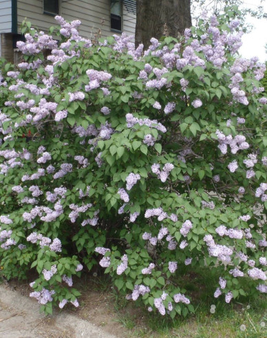 Liliac de catifea  ´Miss Kim´
