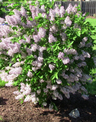 Liliac de catifea  ´Miss Kim´