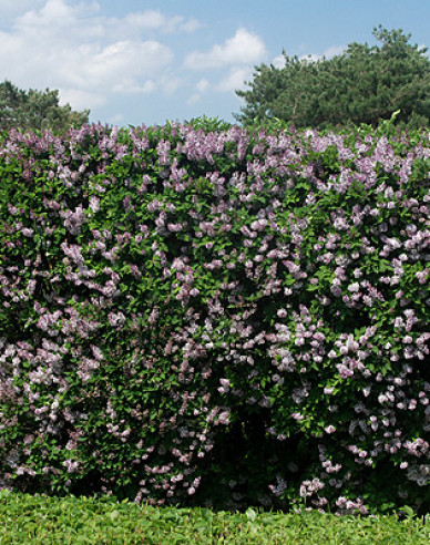 Liliac de catifea  ´Miss Kim´
