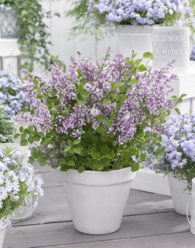 Liliac meyer Flowerfesta Roz