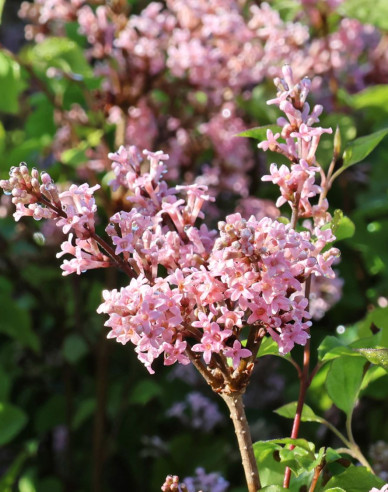 Liliac meyer Flowerfesta Roz