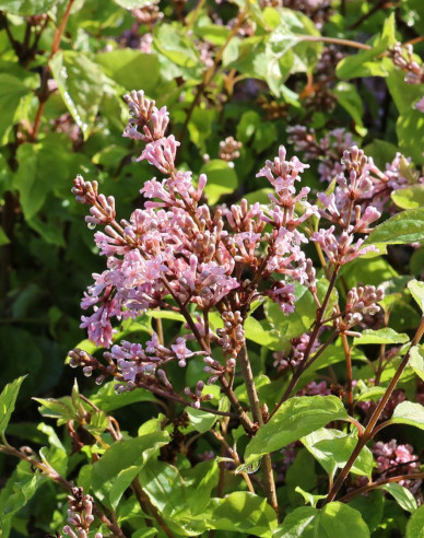 Liliac meyer Flowerfesta Roz
