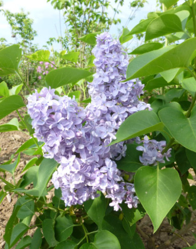Liliac comun Carpe Diem