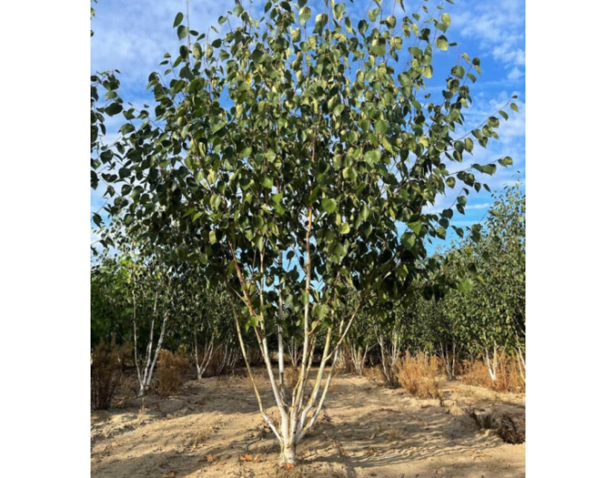 mesteacăn de Himalaya ´JACQUEMONTII´´