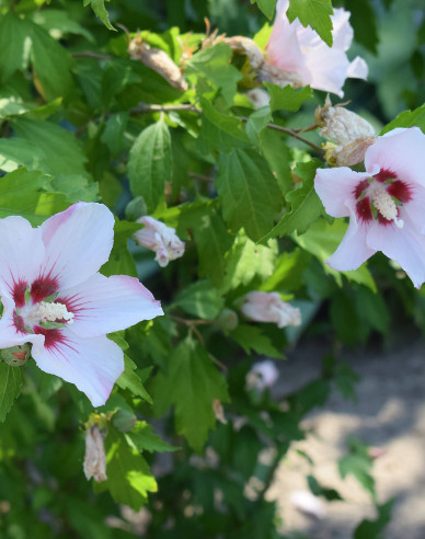 Hibiscus sirian Hamabo