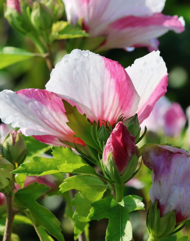 Hibiscus sirian Hamabo