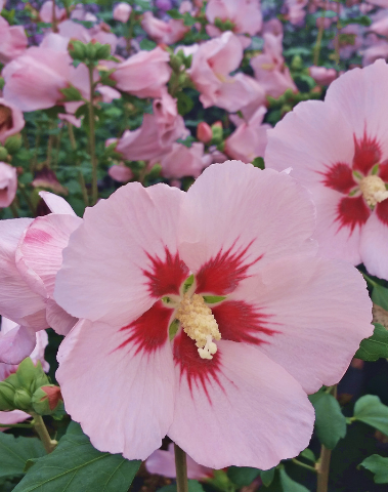 Hibiscus sirian Hamabo