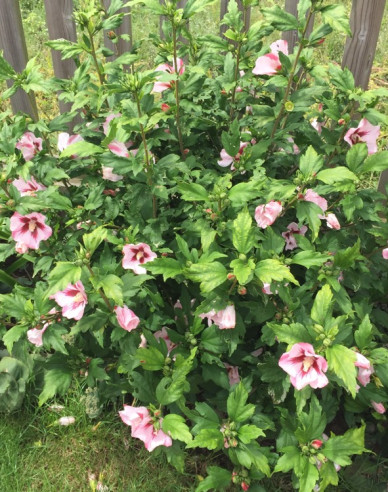 Hibiscus sirian Hamabo