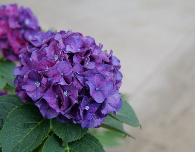 Hortensie Mister-Violet