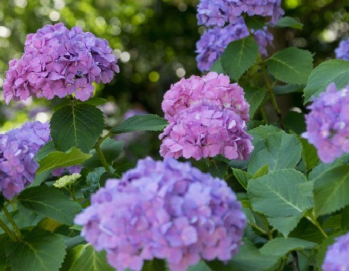 Hortensie Mister-Violet