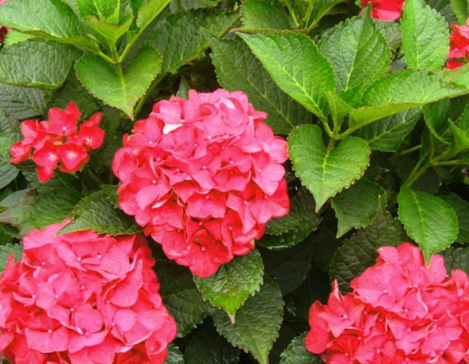 Hortensie roz-coral ´Little Red´