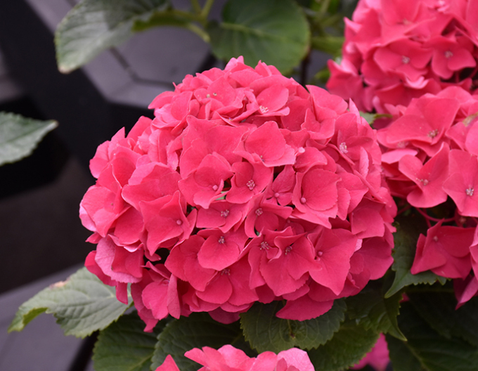 Hortensie roz-coral ´Little Red´
