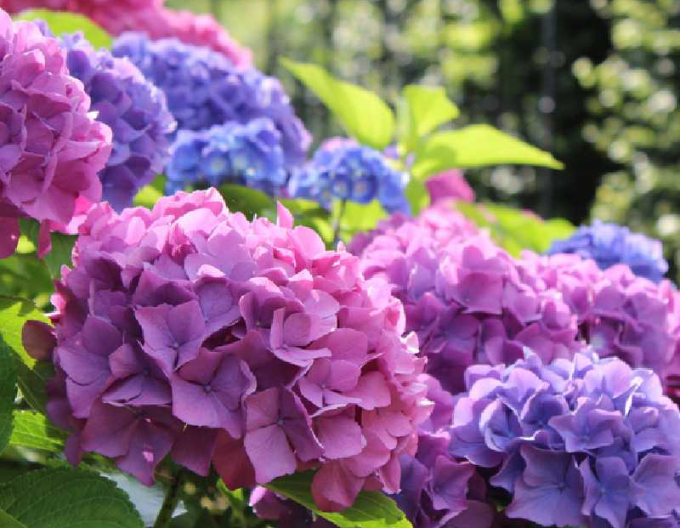 Hortensii mari cu flori globulare