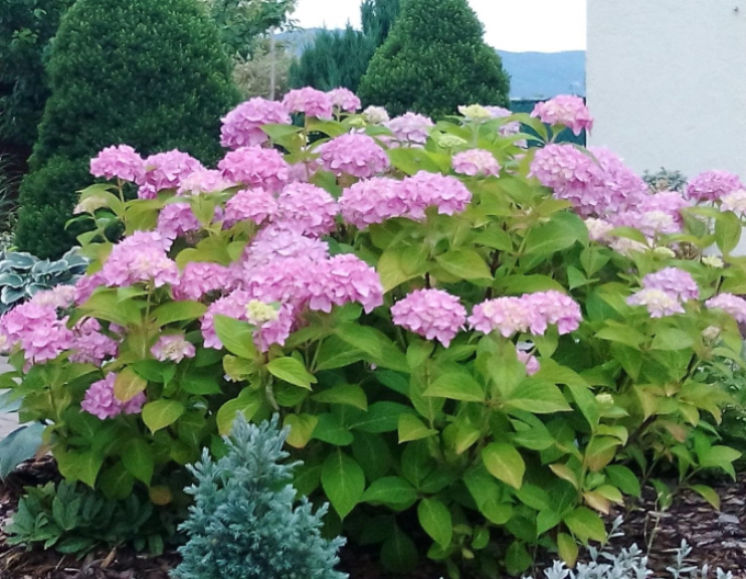 Hortensii mari cu flori globulare