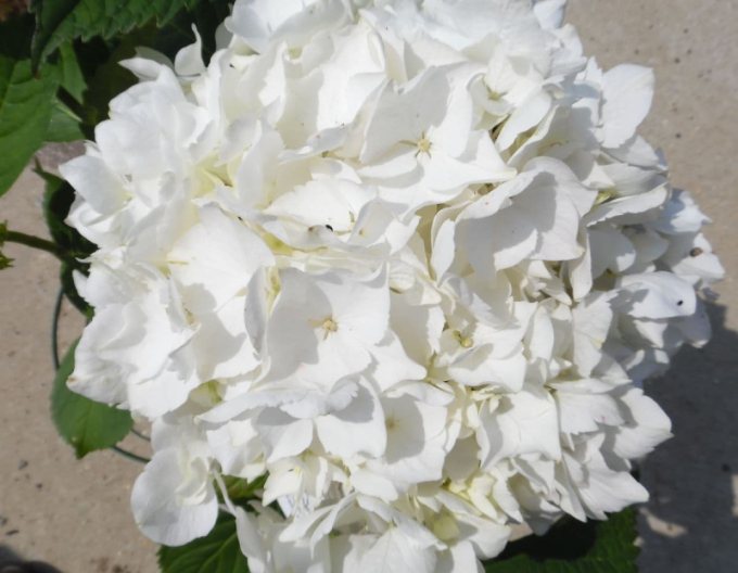 Hortensie Mare-albă´Soeur Therese´