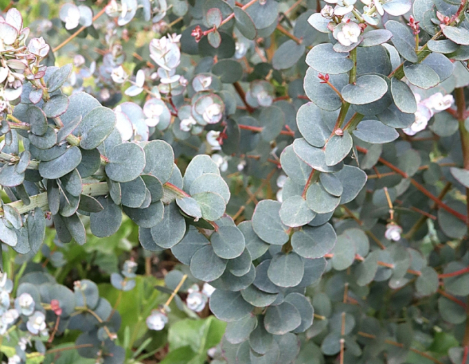 Eucalyptus gunni ´Azora´„eucalipt