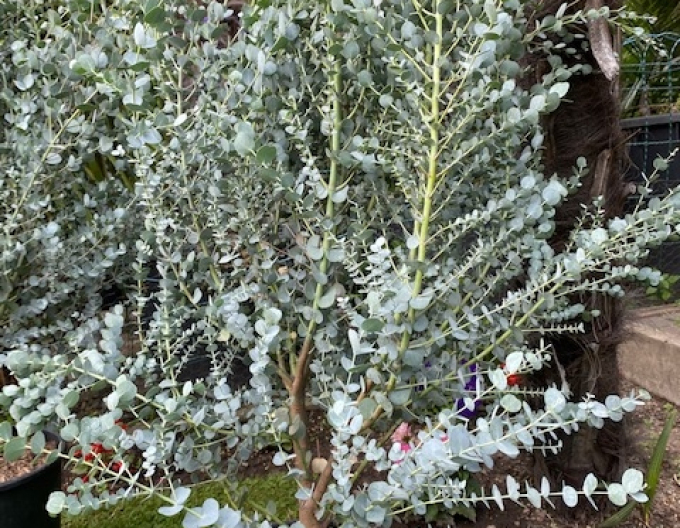 Eucalyptus gunni ´Azora´„eucalipt