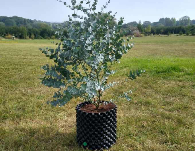 Eucalyptus gunni ´Azora´„eucalipt