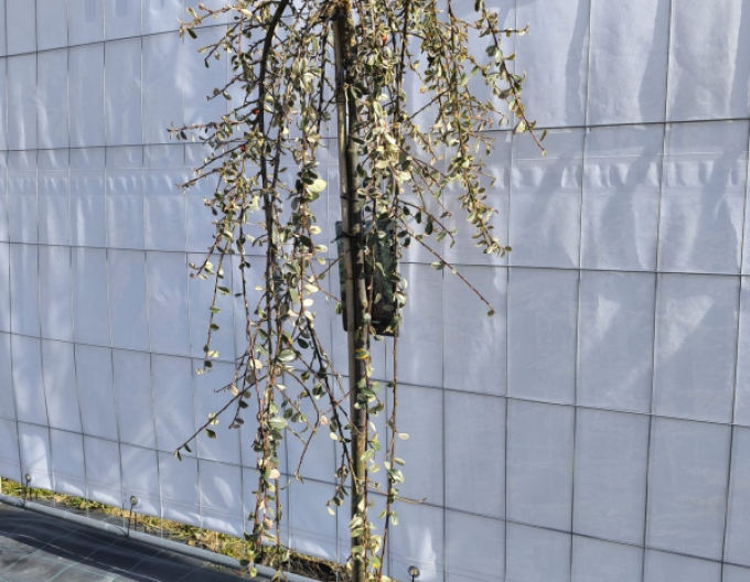 Cotoneaster rockery pe o tulpină