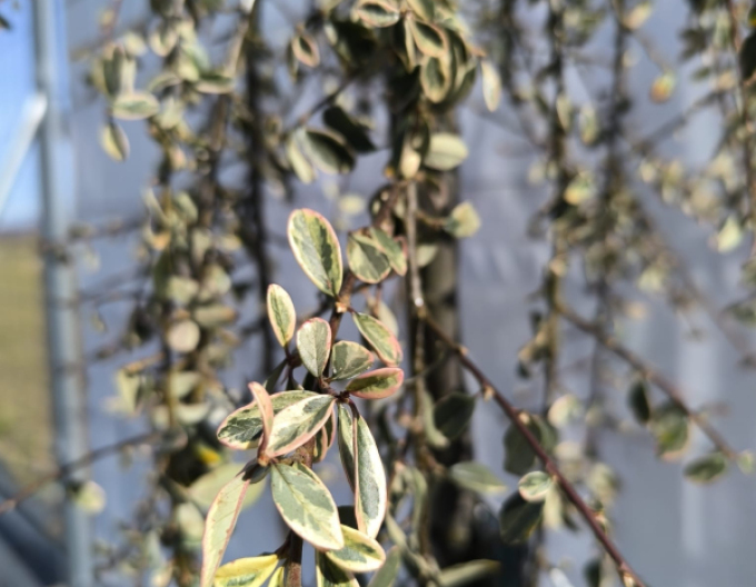 Cotoneaster rockery pe o tulpină