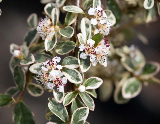 Cotoneaster rockery pe o tulpină