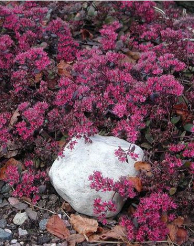 Stonecrop Bertram Anderson