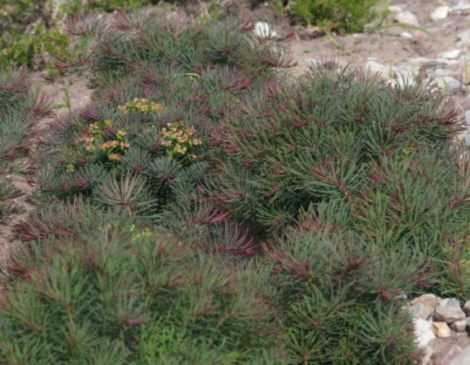 Euphorbia  Fens Ruby