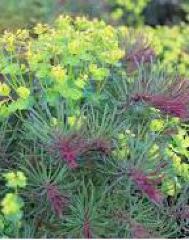 Laptele cucului chiparos Fens Ruby