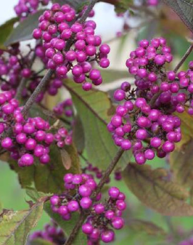 Calicarpa  ´Giraldii´