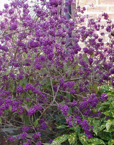 Calicarpa  ´Giraldii´