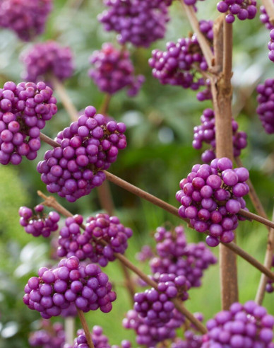 Calicarpa  ´Giraldii´