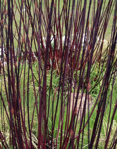 Cornus alba - Svidină  albă ´Kesselringii´