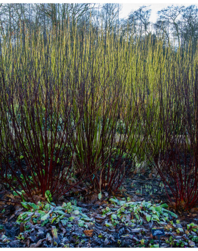 Cornus alba - Svidină  albă ´Kesselringii´