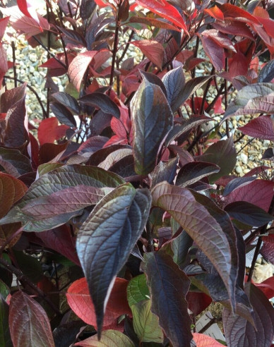Cornus alba - Svidină  albă ´Kesselringii´