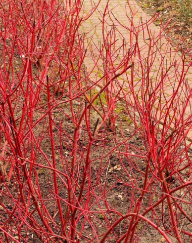 Cornus alba - Svidină albă  ´Miracle´