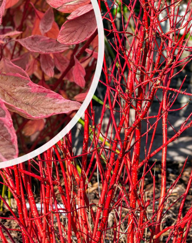Cornus alba - Svidină albă  ´Miracle´