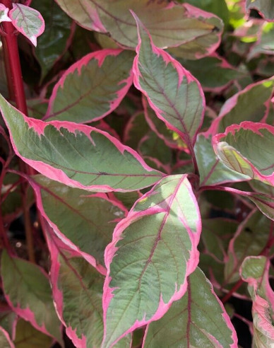 Cornus alba - Svidină albă  ´Miracle´