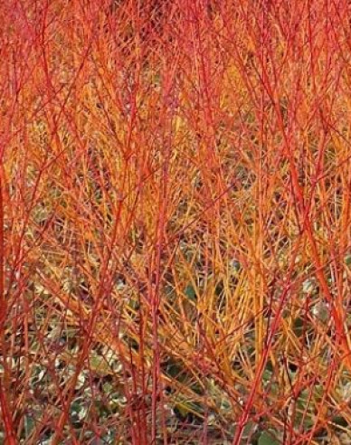 Cornus sanguinea Winter Orange