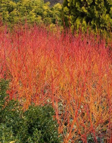Cornus sanguinea Winter Orange