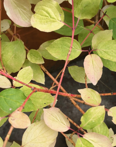 Cornus sanguinea Winter Orange