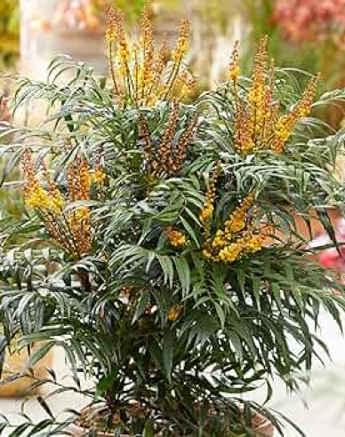 Mahonia Volcano