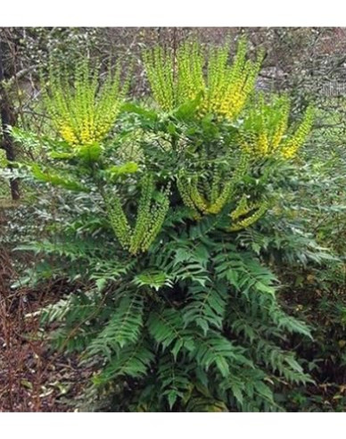 Mahonia Volcano
