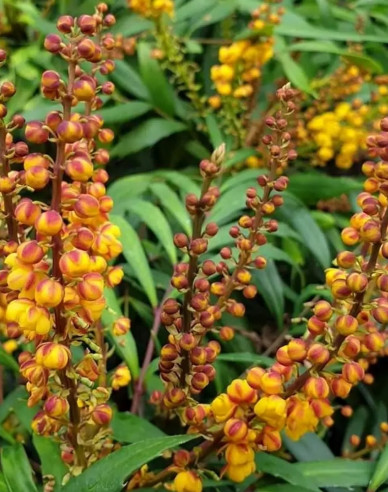 Mahonia Volcano