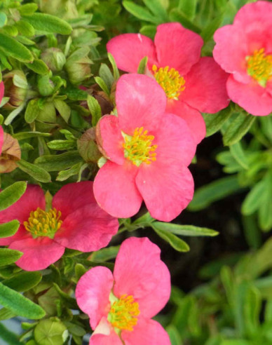 Potentilla fruticosa Bella Rosa
