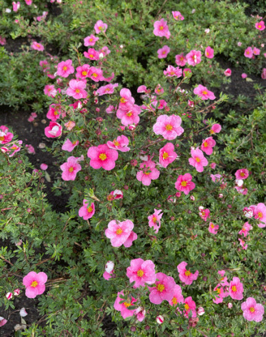 Potentilla fruticosa Bella Rosa