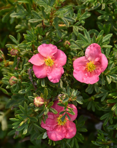 Potentilla fruticosa Bella Rosa